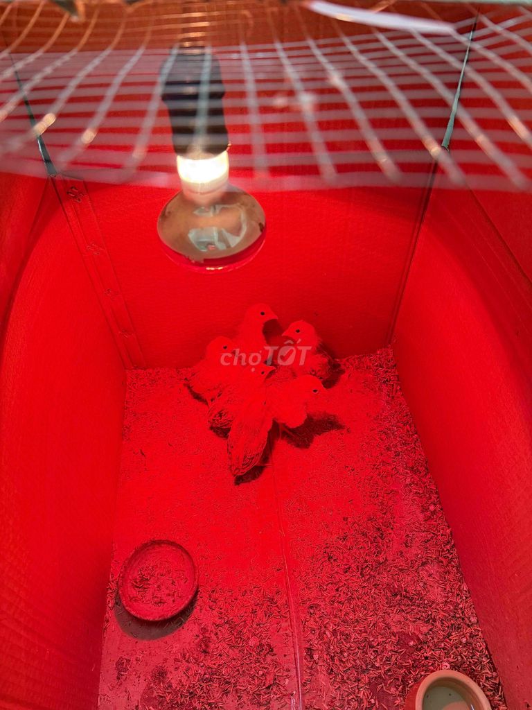 Gà Bắc Cộc con khỏe mạnh. Mua bán Gà tại Quận Hoàng Mai Hà Nội được đăng bởi Thành Nguyễn hình 1