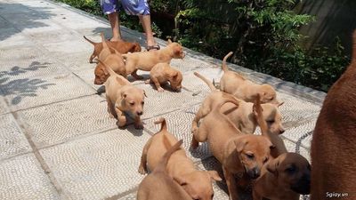 Chó Phú quốc Vàng Bạc Má
