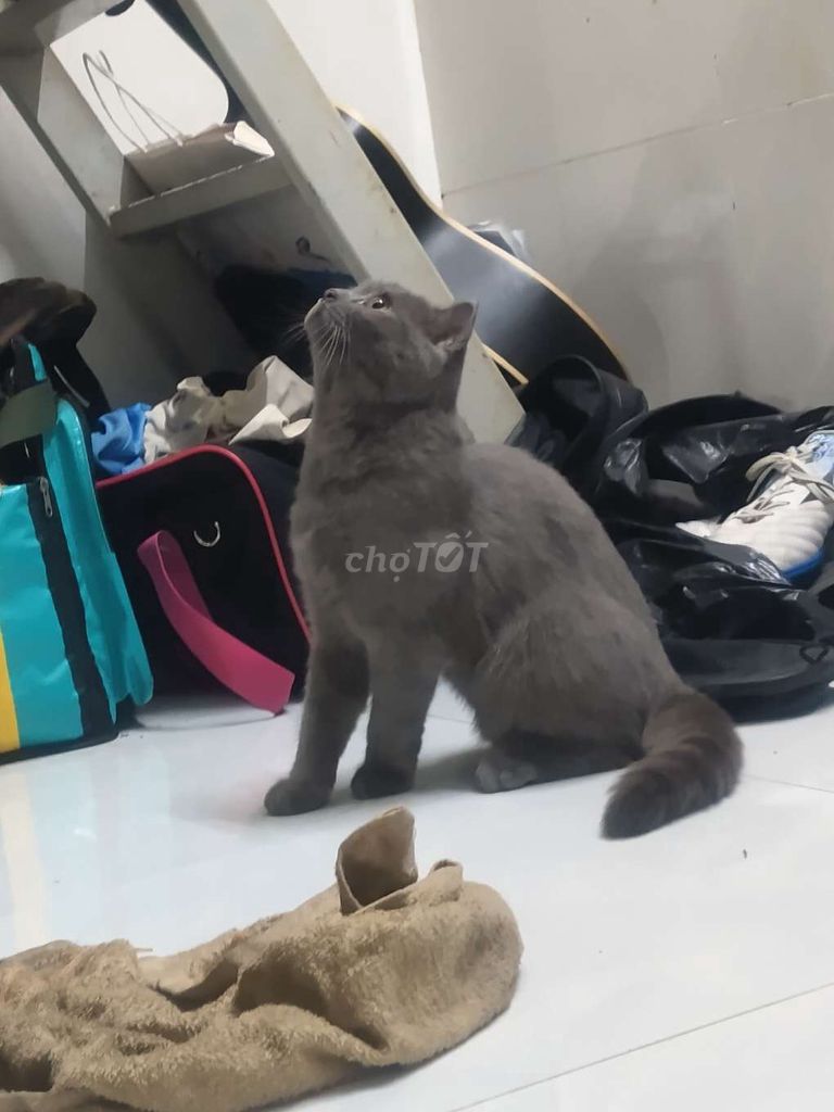 Mèo Anh lông ngắn Xám thân thiện. Mua bán Mèo tại Huyện Bình Chánh Tp Hồ Chí Minh được đăng bởi THÍCH THÌ LỤM hình 1