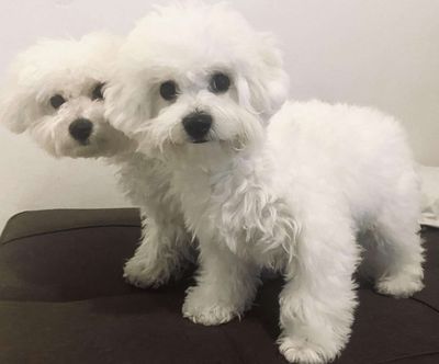 Cái Tơ dòng bichon