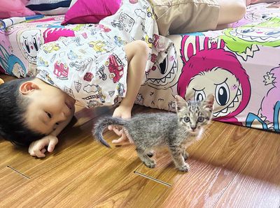 Ngọc Thuỵ mèo Anh lông ngắn thuần lông xù dễ thuơg. Mua bán Mèo tại Quận Long Biên Hà Nội được đăng bởi Mai Anh Mèo