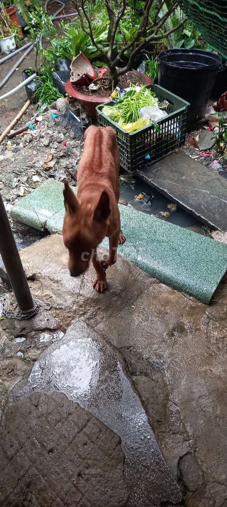 Chó xoáy Phú Quốc màu Nâu. Mua bán Chó tại Huyện Thống Nhất Đồng Nai được đăng bởi Khôi hình 1