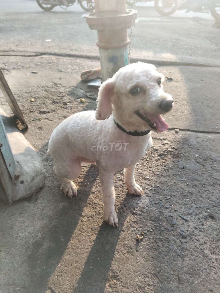 Chó Poodle Trắng. Mua bán Chó tại Thành phố Dĩ An Bình Dương được đăng bởi Hiếu hình 1