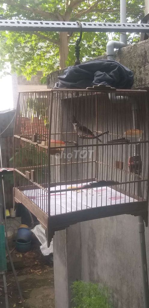 Chim chào mào gl gà lông thua hoặc cu. Mua bán Chim tại Huyện Nhơn Trạch Đồng Nai được đăng bởi kaka hình 1