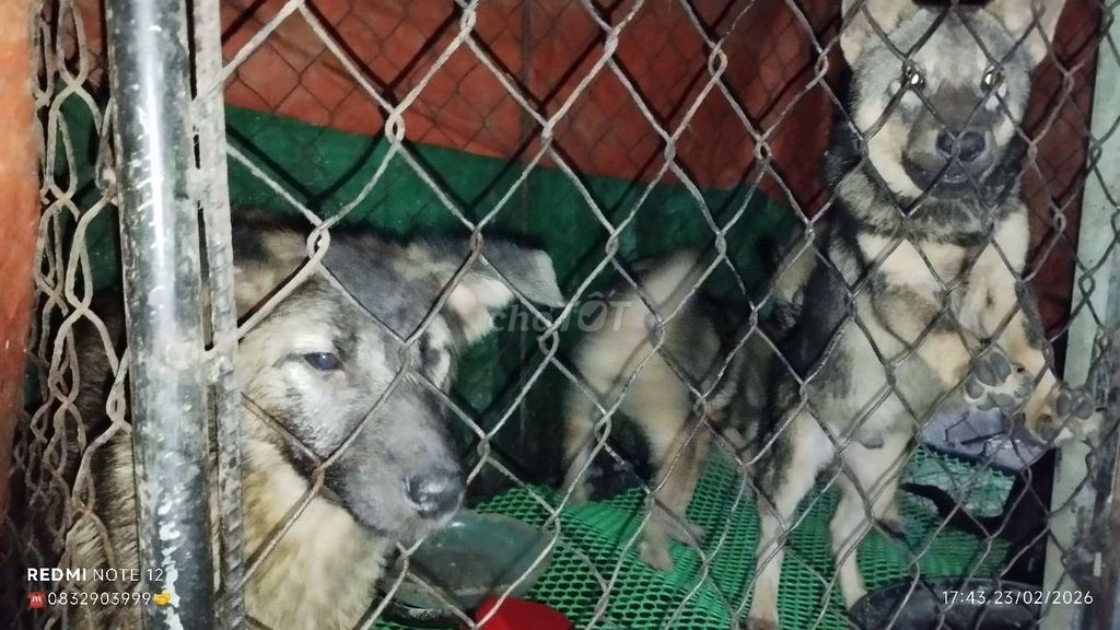 Chó ta Nâu xám 8-14kg. Mua bán Chó tại Huyện Cẩm Thủy Thanh Hóa được đăng bởi Nguyễn Thanh Tuấn hình 1