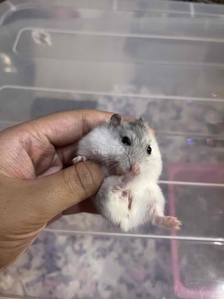 Chuột Hamster Winter White Trắng xám. Mua bán Thú cưng khác tại Quận 8 Tp Hồ Chí Minh được đăng bởi Nguyen Ngoc Phuong Duyen hình 1