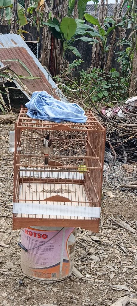 CHIM CF BỎ BÊ KHÔNG THỜI GIAN CHĂM SÓC. Mua bán Chim tại Thành phố Huế Thừa Thiên Huế được đăng bởi Lê Nhựt hình 1