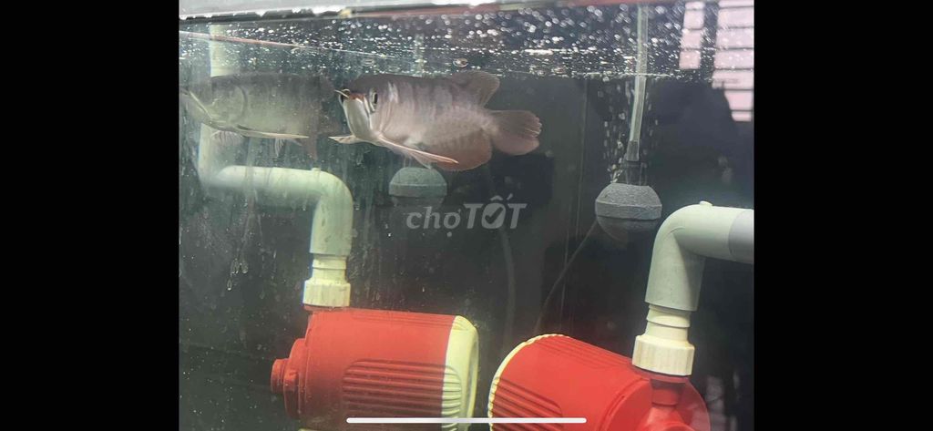 Cá Rồng Huyết Indo. Mua bán Thú cưng khác tại Huyện Bến Cầu Tây Ninh được đăng bởi Nguyễn Hiếu hình 1