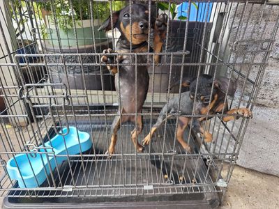 Chó Phốc Sóc Đen vàng Cả hai