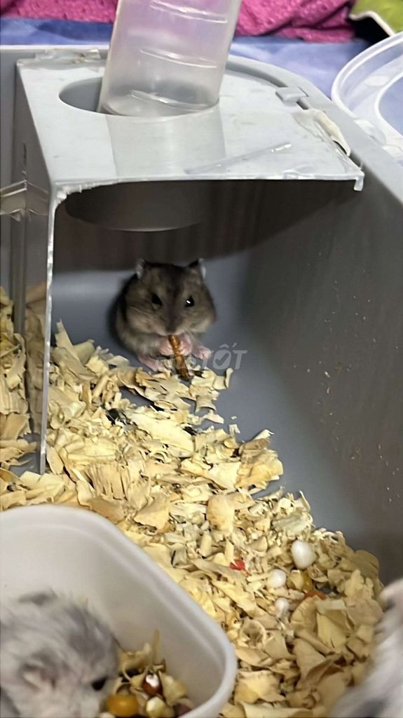 Hamster Xám dễ nuôi. Mua bán Thú cưng khác tại Huyện Thanh Trì Hà Nội được đăng bởi Ta N hình 1
