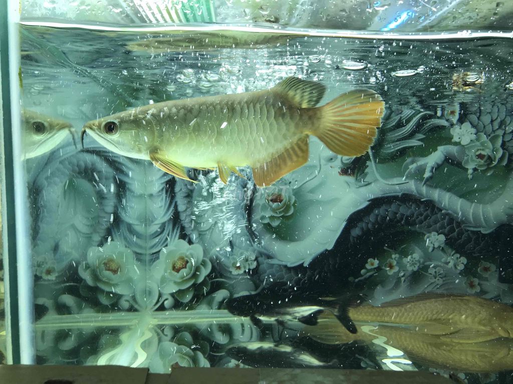 Cá Kim long quá bối 24-25cm. Mua bán Thú cưng khác tại Quận 11 Tp Hồ Chí Minh được đăng bởi THANH TÙNG hình 1