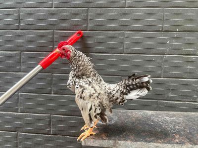 Tre bắc cú. Mua bán Gà tại Quận Bình Tân Tp Hồ Chí Minh được đăng bởi Chí Thanh