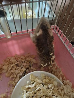 cần tặng Hamster Nâu Khỏe mạnh 