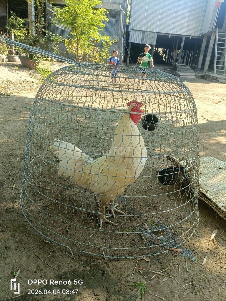 Gà trống trắng đực. Mua bán Gà tại Huyện An Phú An Giang được đăng bởi Chim lưa hình 1