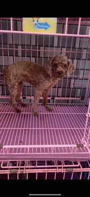 Chó Teacup Poodle nâu 10 tháng