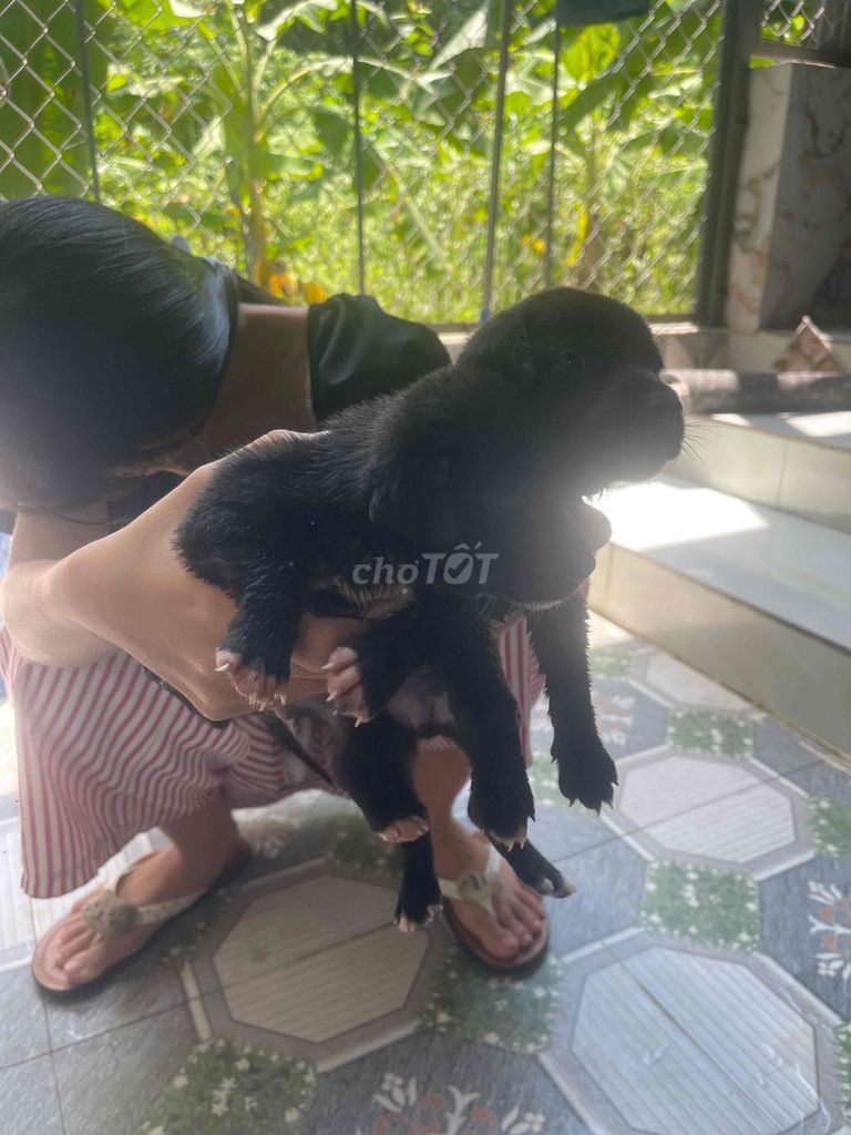 chó cỏ. Mua bán Chó tại Huyện Tánh Linh Bình Thuận được đăng bởi Ánh Tuyết hình 1