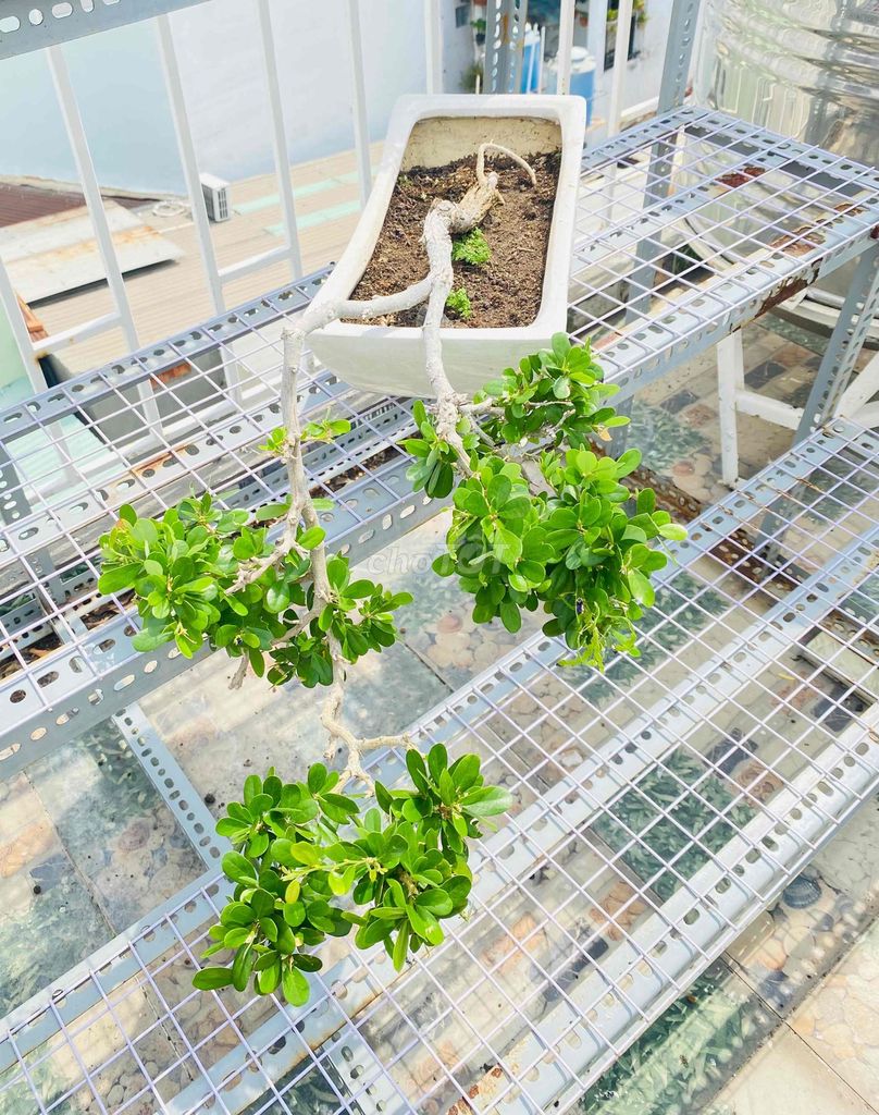 Sam Núi Bông Tím Bonsai, THÁC ĐỔ 3 TẦNG. Mua bán Cây cảnh, đồ trang trí tại Quận Tân Phú Tp Hồ Chí Minh được đăng bởi Nguyễn Hoàng hình 1