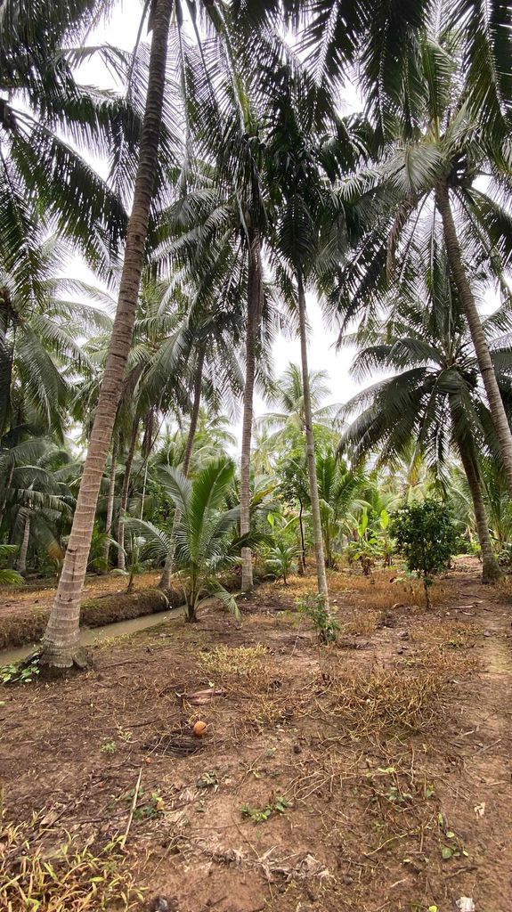 Cần sang nhượng lại  vườn dừa tại xã Nhơn Thạnh, tp Bến Tre...