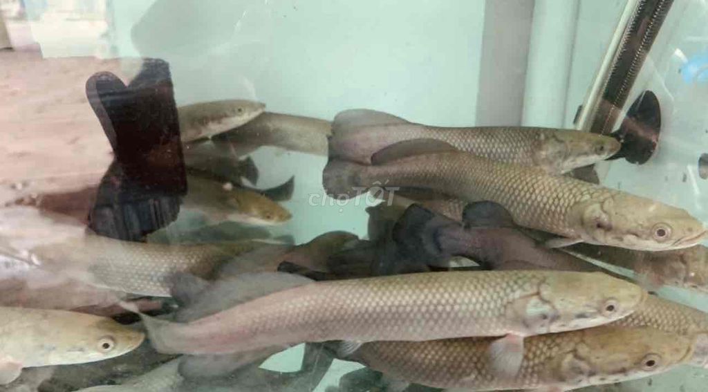 Cá Hải Tượng Long 15-30cm Xám. Mua bán Thú cưng khác tại Thành phố Châu Đốc An Giang được đăng bởi Hưng hình 1