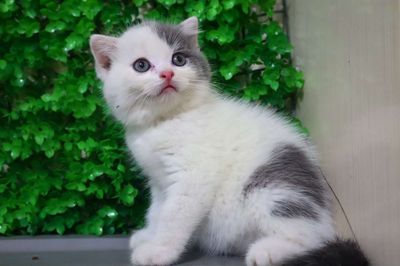 Mèo Anh lông ngắn bicolor đực