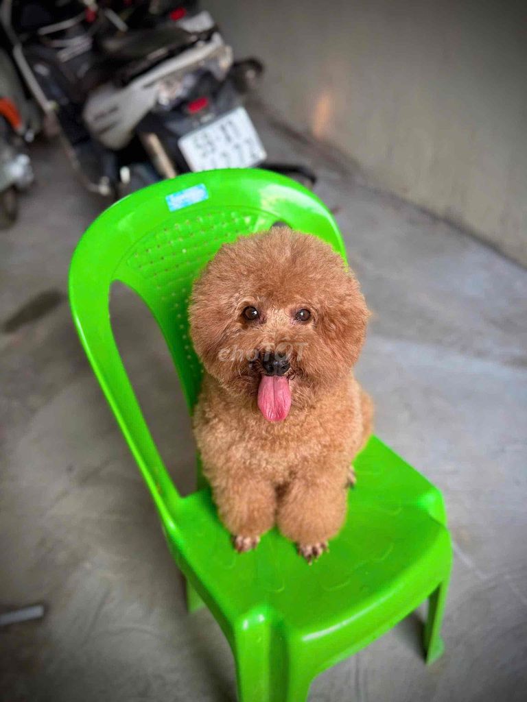 Chó Poodle trưởng thành Đực/Cái. Mua bán Chó tại Thị xã Tân Uyên Bình Dương được đăng bởi tùng  hình 1