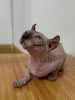 mèo Không Lông màu him gái 6 tháng tuổi.