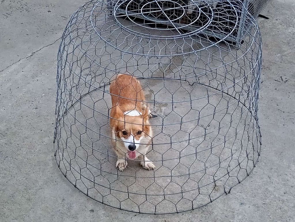 Chó Corgi cái nâu trắng. Mua bán Chó tại Quận Bình Tân Tp Hồ Chí Minh được đăng bởi Nhân Rottweiler  hình 1