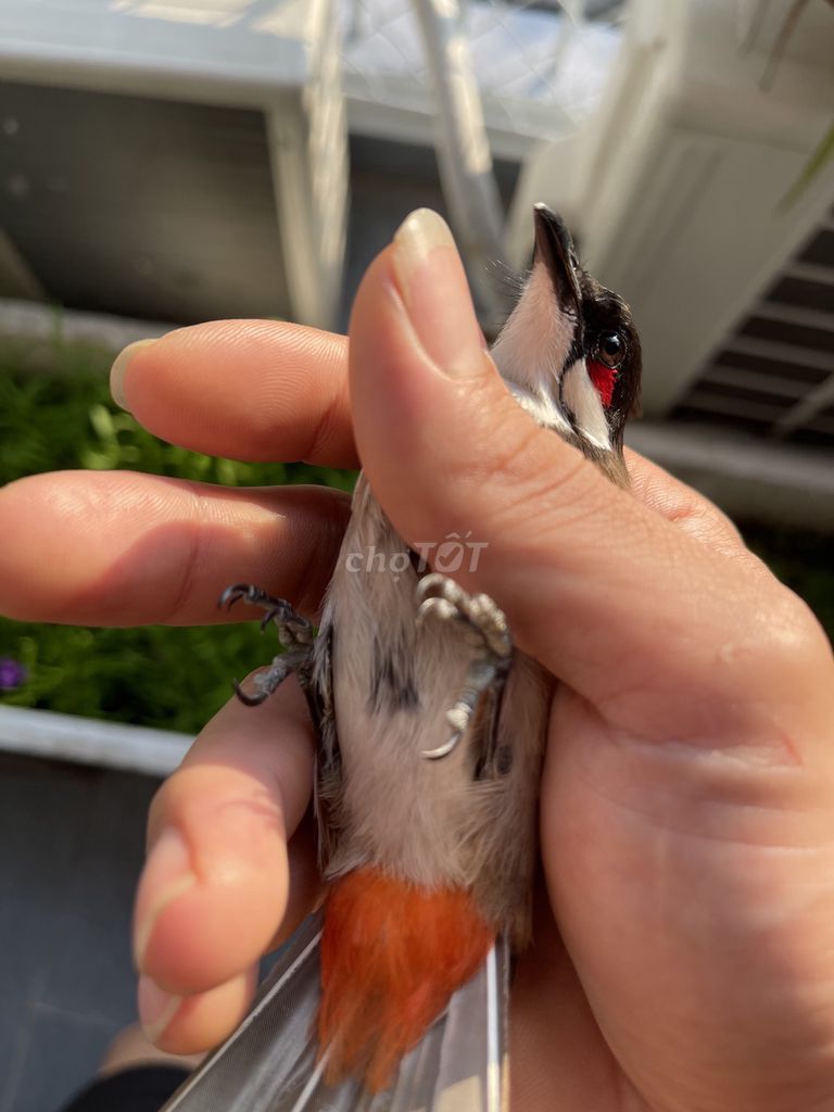 Chim chào mào không xác định. Mua bán Chim tại Quận 4 Tp Hồ Chí Minh được đăng bởi Bảo Bảo hình 1