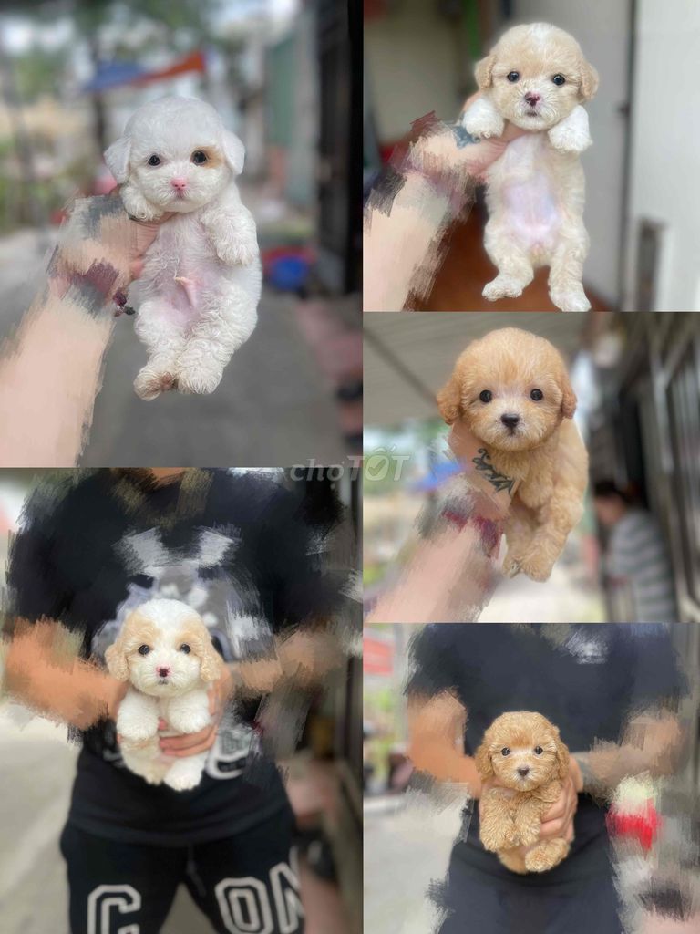 mơ 1tr8 trắng 2tr5. Mua bán Chó tại Quận Hà Đông Hà Nội được đăng bởi Hùng hình 1