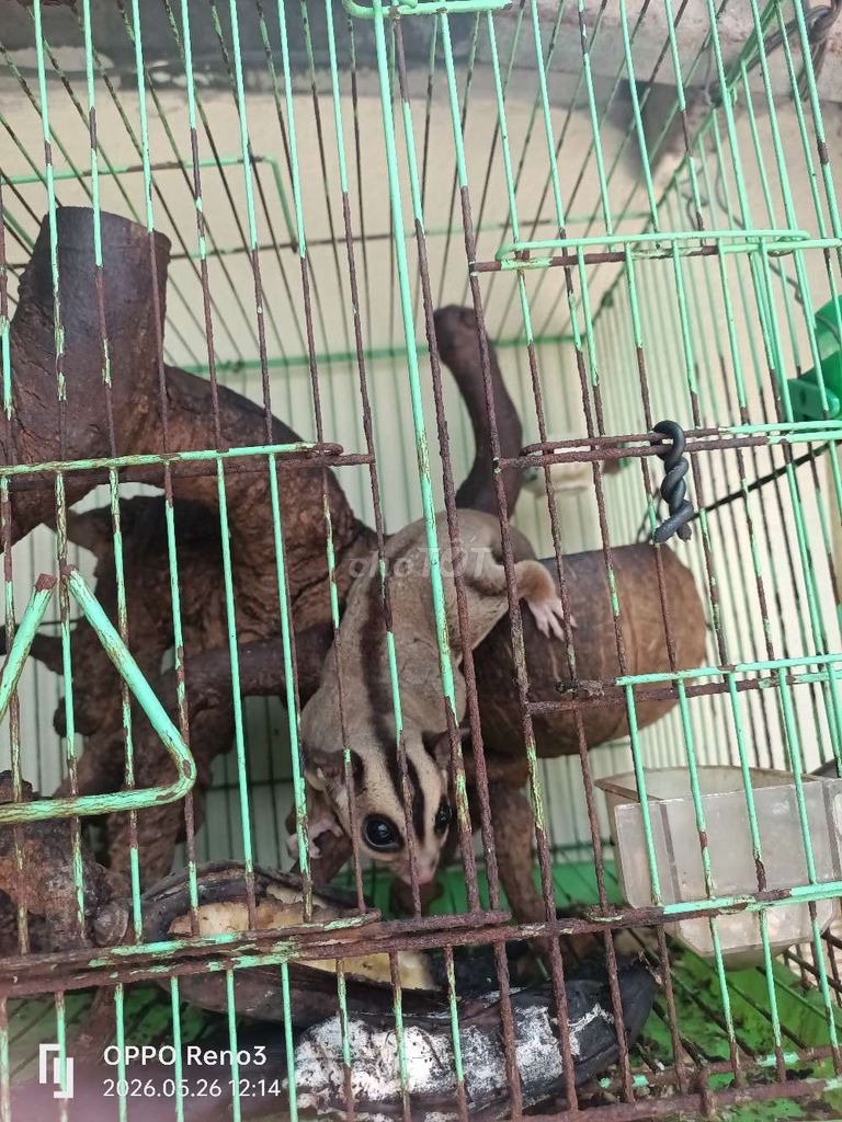 gl chim hót. Mua bán Thú cưng khác tại Quận Bình Tân Tp Hồ Chí Minh được đăng bởi lâm nguyễn hình 1