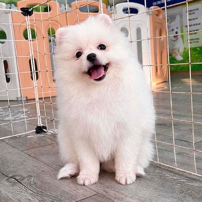 Chó Phốc Sóc Trắng Khỏe Mạnh Lanh Lợi