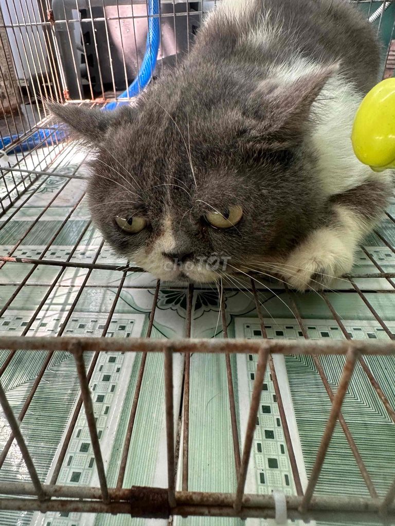giống mèo Exotic Shorthair. Mua bán Mèo tại Huyện Nhơn Trạch Đồng Nai được đăng bởi Nguyễn Thị Mỹ Ý hình 1
