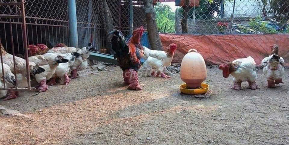 Gà Đông Tảo Thuần chủng F0 Con giống đã tiêm. Mua bán Gà tại Huyện Khoái Châu Hưng Yên được đăng bởi Nguyễn Văn Quân hình 1