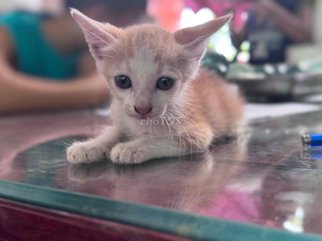 Mèo ta Vàng trắng 2 tháng đã tiêm phòng. Mua bán Mèo tại Huyện Thanh Trì Hà Nội được đăng bởi Trinh quoc khánh hình 1