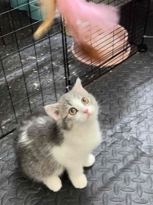 Bé Bicolor Tabby mũi hồng