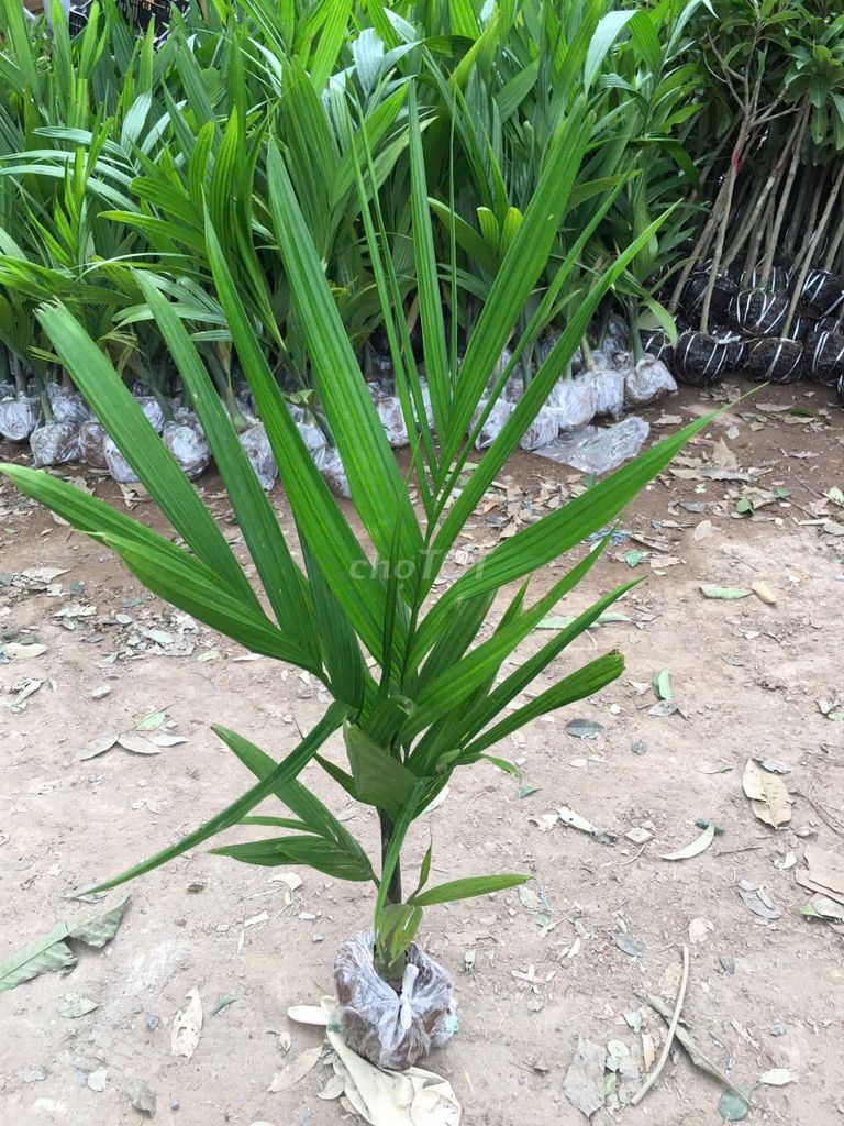 Cây giống Cau tứ quý 1m. Mua bán Cây cảnh, đồ trang trí tại Huyện Gia Lâm Hà Nội được đăng bởi Cây Giống Kinh Tế hình 1
