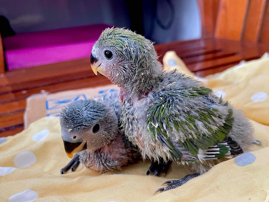 Lovebird non đút bột. Mua bán Chim tại Thành phố Biên Hòa Đồng Nai được đăng bởi Hoàng My hình 1