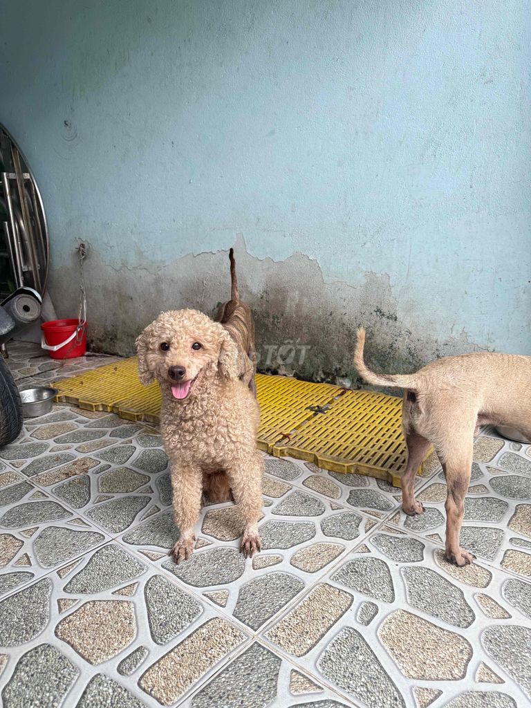 đưc tơ. 3 kg. 7 thang. Mua bán Chó tại Huyện Hóc Môn Tp Hồ Chí Minh được đăng bởi Trang hình 2