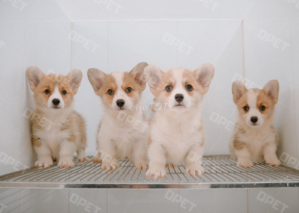 chó Corgi Chân Lùn Thuần Chủng