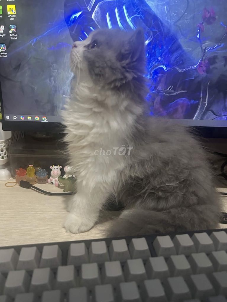 Mèo Anh lông dài Bi-color 3 tháng. Mua bán Mèo tại Quận 8 Tp Hồ Chí Minh được đăng bởi Tú Anh Nguyễn hình 1