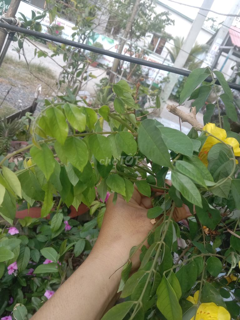 Cây khế ngọt cao 2 mét sắp ra trái. Mua bán Cây cảnh, đồ trang trí tại Huyện Phong Điền Cần Thơ được đăng bởi Trung hình 1