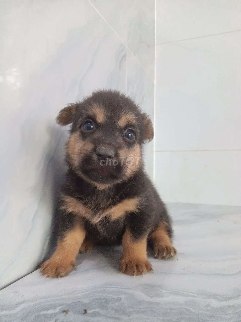 Chó Phốc F mini bé nhỏ đáng yêu. Mua bán Chó tại Quận 6 Tp Hồ Chí Minh được đăng bởi Tăng Chí Lương  hình 1