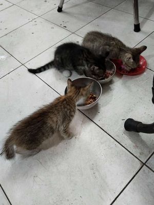 Cho mèo về nuôi. Mua bán Mèo tại Quận 11 Tp Hồ Chí Minh được đăng bởi Kieu Truong
