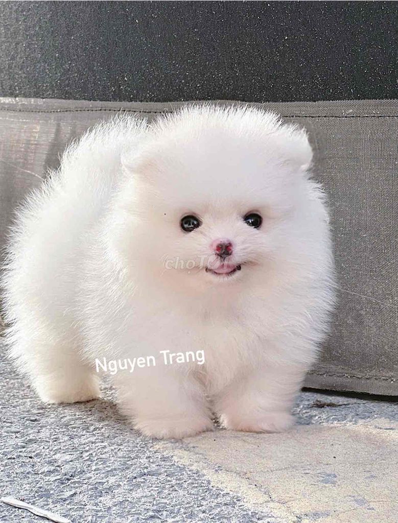 chó phốc sóc  đực cái thuần chủng. Mua bán Chó tại Quận Bình Tân Tp Hồ Chí Minh được đăng bởi Trang  hình 2