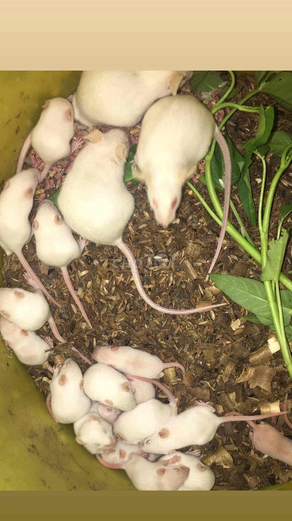 CHUỘT BẠCH MỒI. Mua bán Phụ kiện, Thức ăn, Dịch vụ tại Huyện Trảng Bom Đồng Nai được đăng bởi Kha hình 1