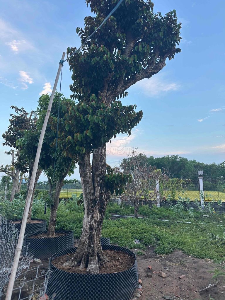 Cây vú sữa Tím Bóng mát. Mua bán Cây cảnh, đồ trang trí tại Huyện Hàm Thuận Bắc Bình Thuận được đăng bởi Son huynh hình 1