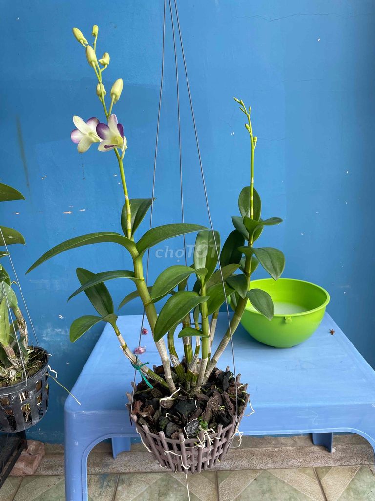 Hoa Lan Dendro Trắng tím đang hoa nụ. Mua bán Cây cảnh, đồ trang trí tại Huyện Hóc Môn Tp Hồ Chí Minh được đăng bởi Trần Bảo Châu hình 1