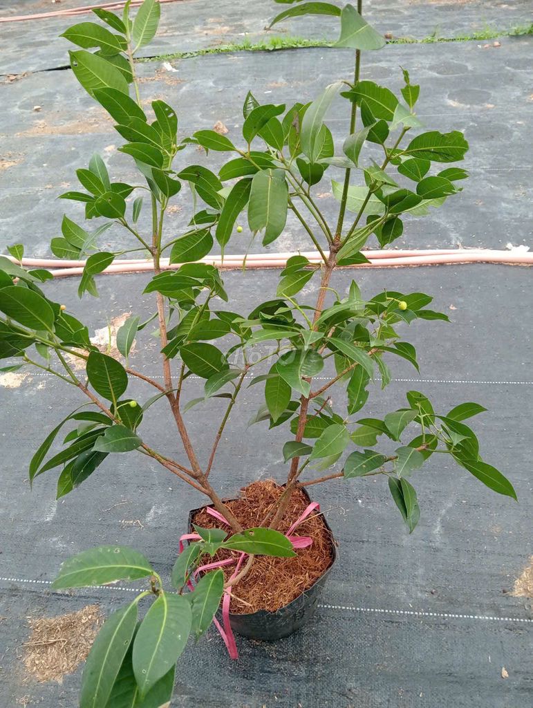 Cây giống Thanh trà . Mua bán Đồ chuyên dụng, Giống nuôi trồng tại Huyện Gia Lâm Hà Nội được đăng bởi Cây Giống Kinh Tế hình 1