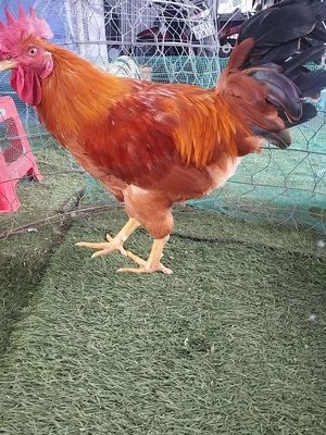 Gà tàu đất  lớn ký ai mua về đổ mái ăn thịt alo e. Mua bán Gà tại Huyện Châu Thành Tiền Giang được đăng bởi Van Pho Pham