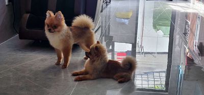 Pom thuần siêu nhỏ. Mua bán Chó tại Quận Ninh Kiều Cần Thơ được đăng bởi Trâm Thạch